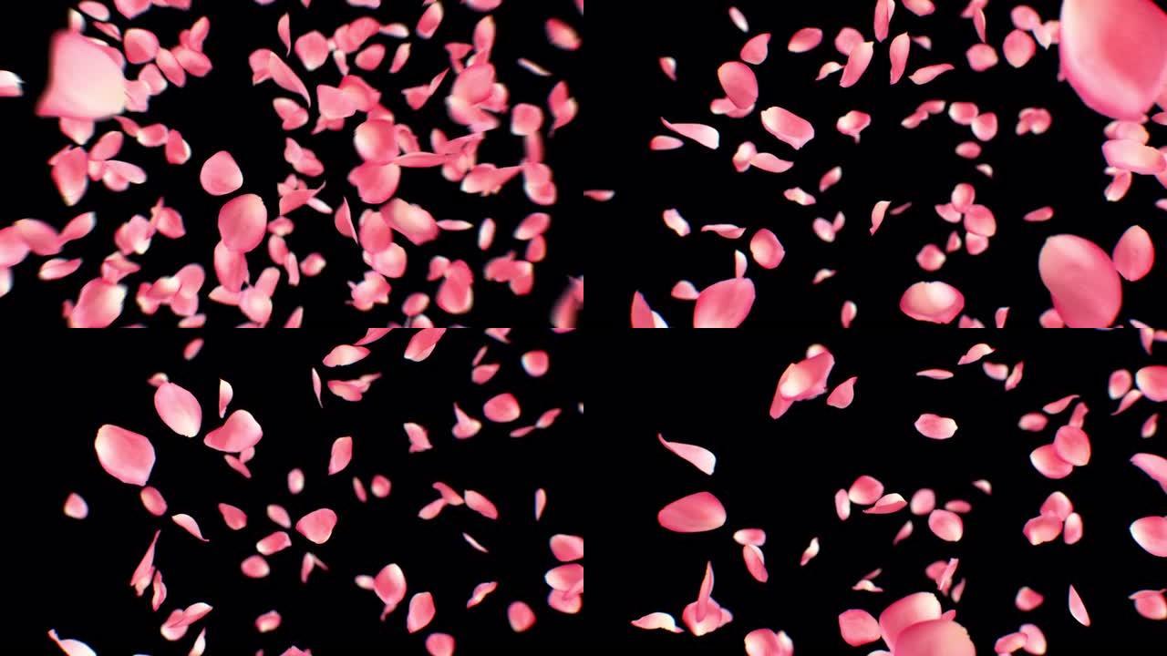 粉色花瓣爆炸特写。一瓣落下，爆炸成许多瓣慢动作。美丽的玫瑰春天绽放的3d动画。自然与浪漫概念