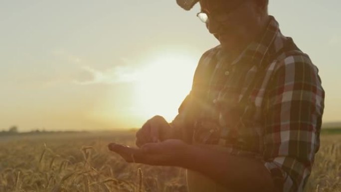 SLO MO高级农民在日落时检查田间小麦作物