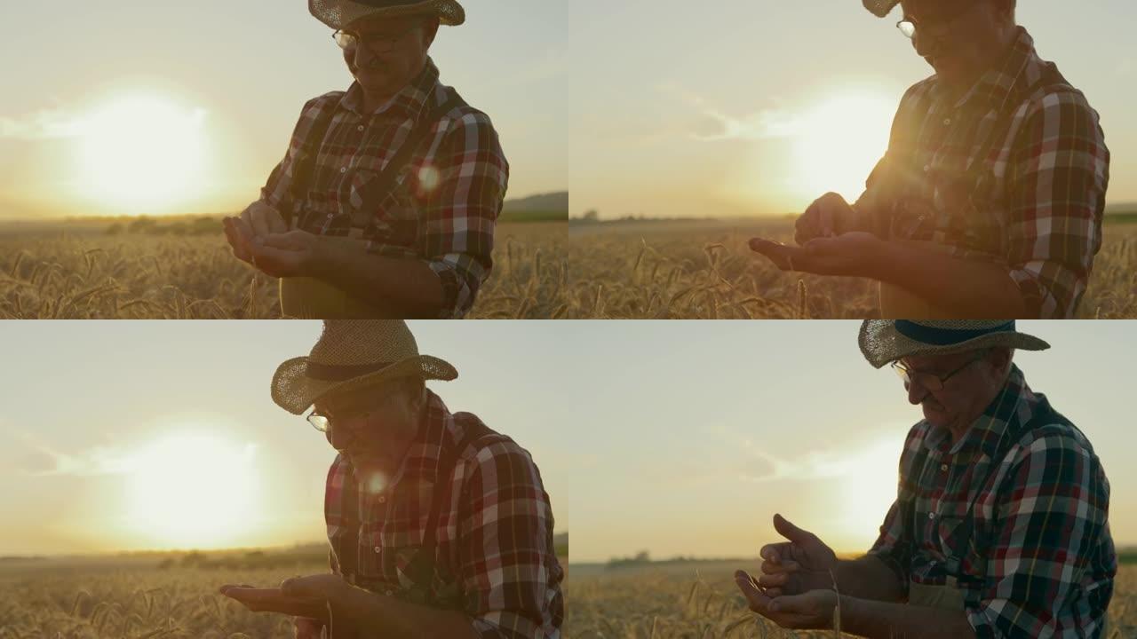 SLO MO高级农民在日落时检查田间小麦作物