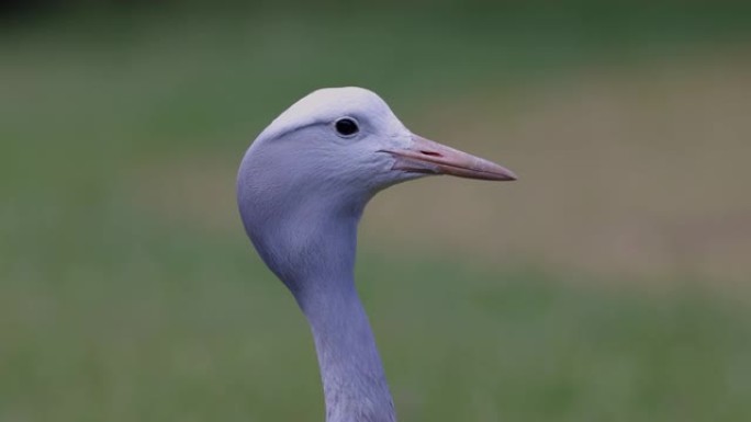 美丽壮丽的蓝鹤特写肖像视图，看着相机，濒危物种，南非的国鸟