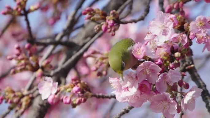 从樱花中吸食花蜜的白眼