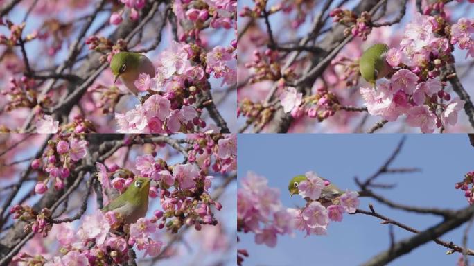 从樱花中吸食花蜜的白眼