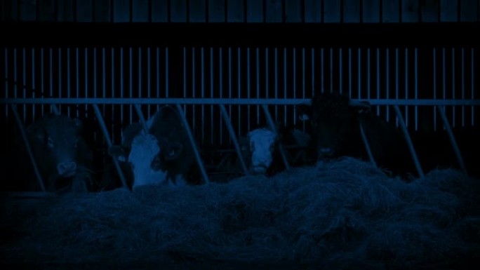 晚上在农场棚子里喂牛