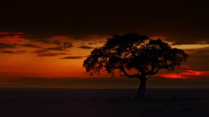 日落天空下野生动物保护区的剪影树