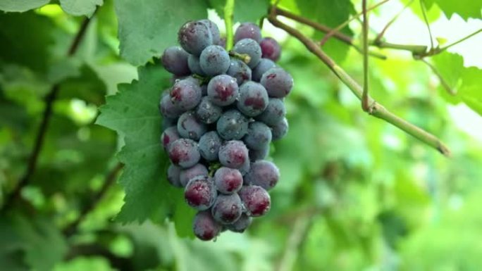 葡萄园里成熟的葡萄