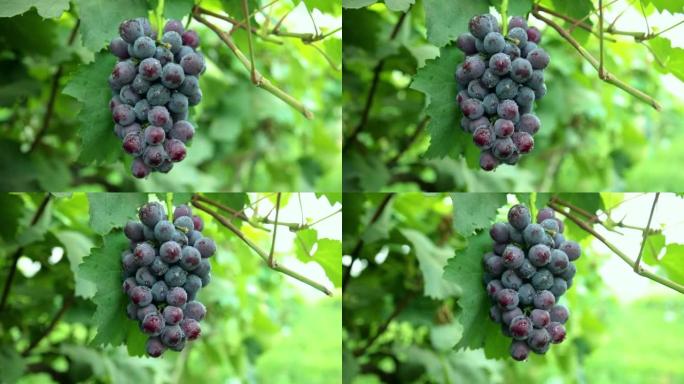 葡萄园里成熟的葡萄