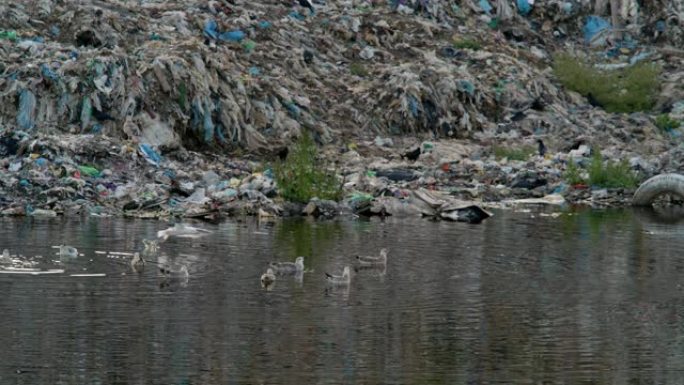 大型废物和垃圾场到处都是鸟类和寄生虫。消费与环境污染的概念现代社会。家庭和化学商品对自然的污染。拯救