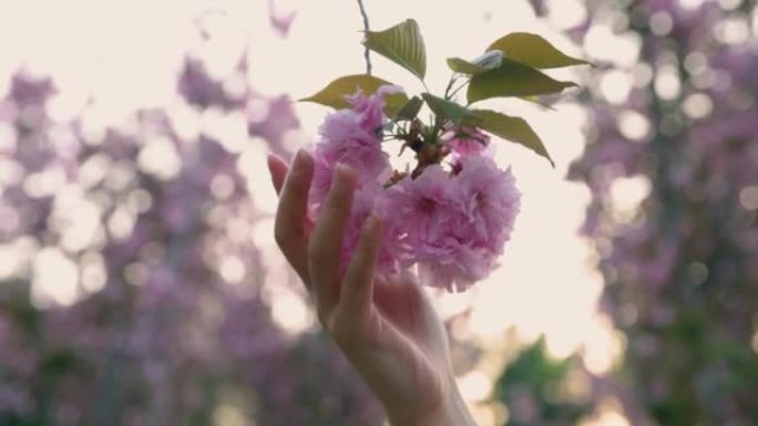手触摸树花粉色海棠花手指