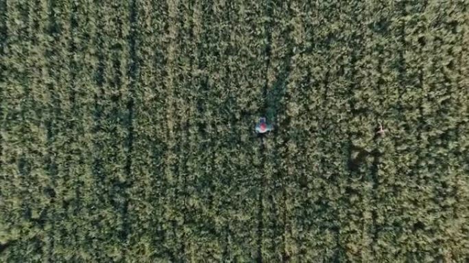使用数字平板电脑监控大型农场的燕麦谷物作物，直下空中缩小了一个黑人非洲女农民的视野