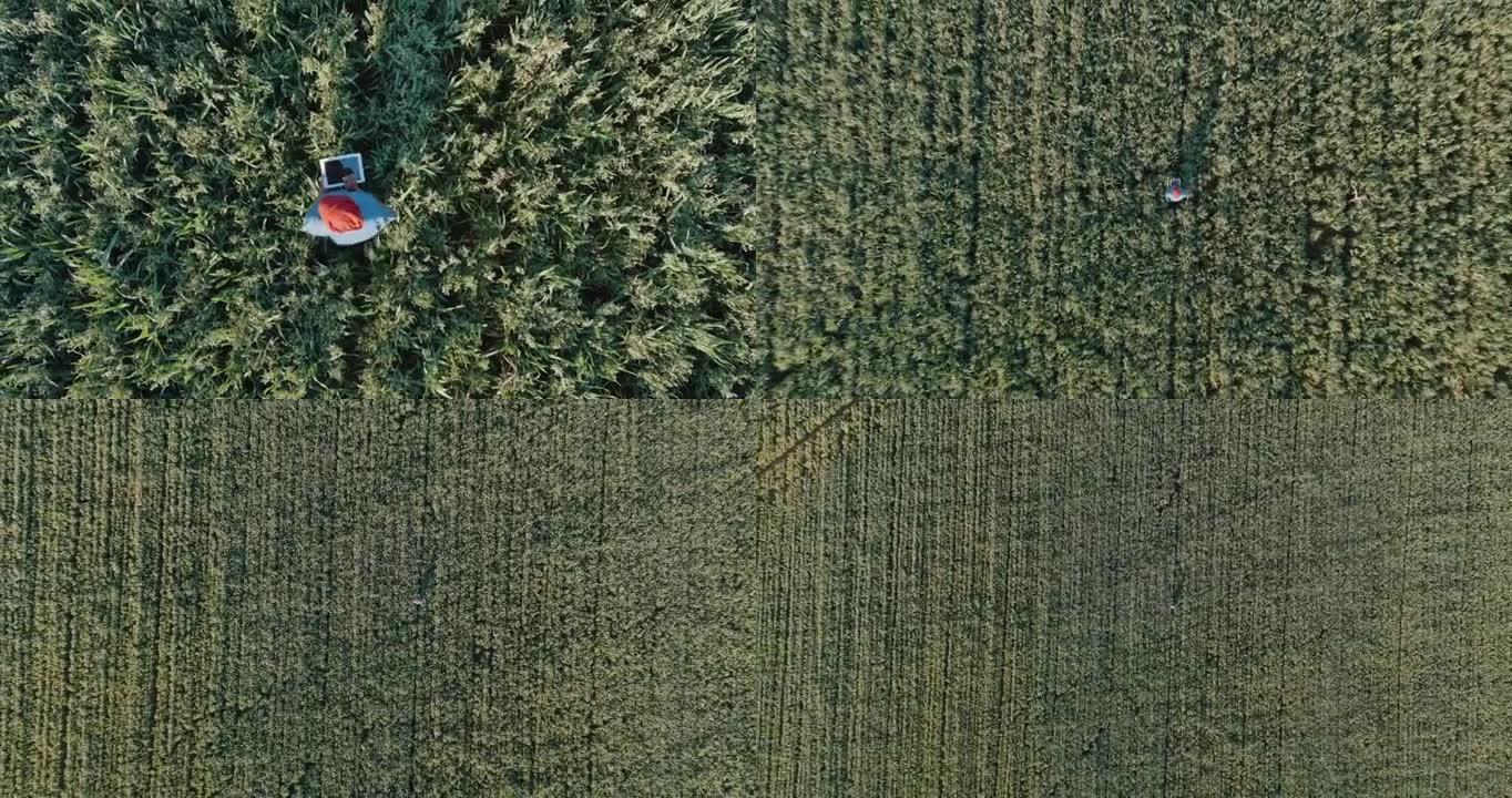 使用数字平板电脑监控大型农场的燕麦谷物作物，直下空中缩小了一个黑人非洲女农民的视野
