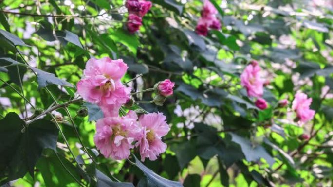 成都市花: 芙蓉唯美花朵花开延时花摇曳