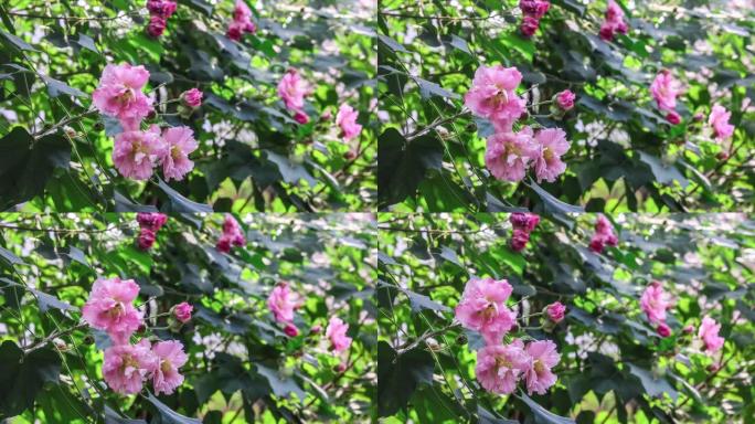 成都市花: 芙蓉唯美花朵花开延时花摇曳