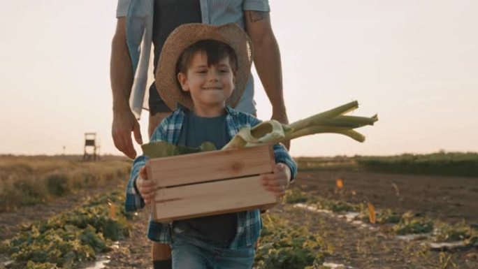SLO MO父子在田间采摘蔬菜。儿子把装满蔬菜的板条箱带到独轮车上