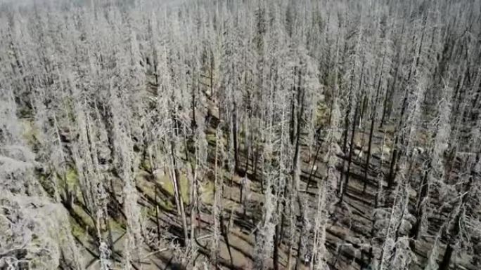 枯死的树木，枯死的森林-全球变暖，气候变化的后果。自然灾害，火灾概念。鸟瞰图
