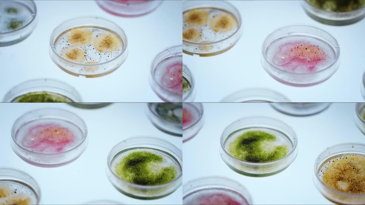 在减轻的桌子上有各种细菌生长的小塑料培养皿