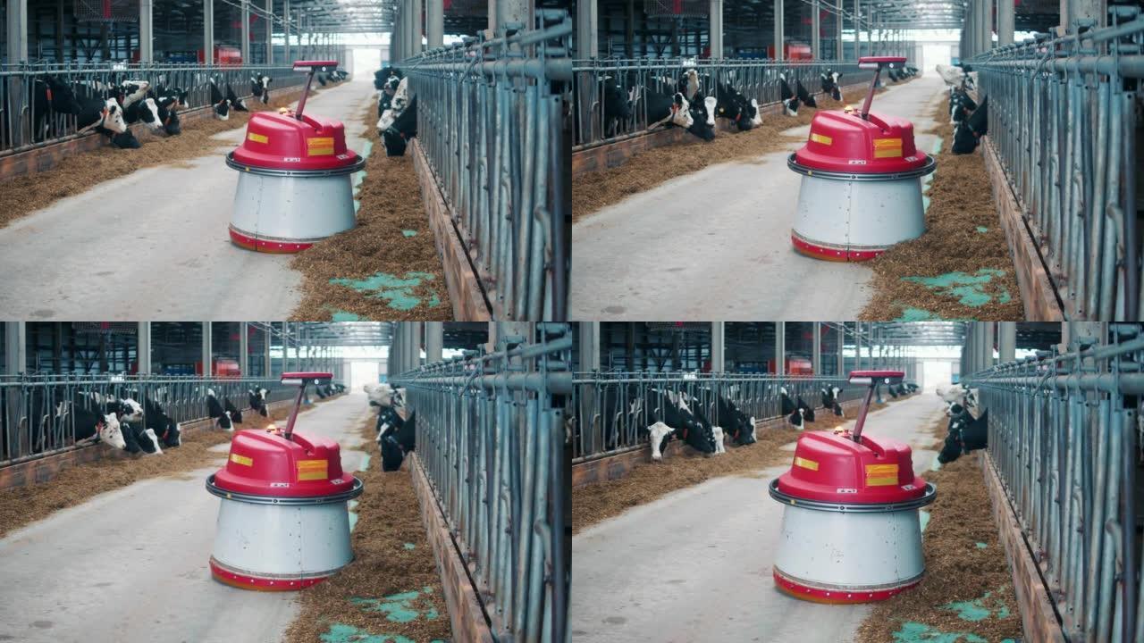 机器人将干草推到靠近奶牛的地方