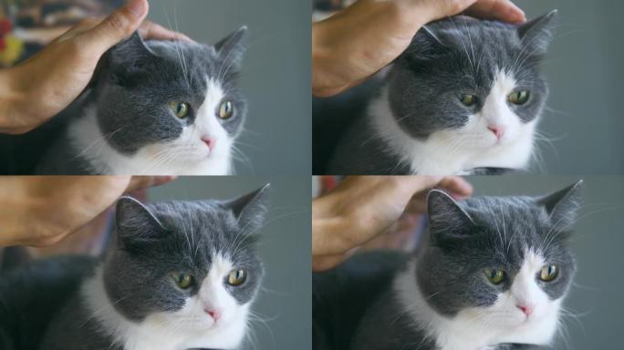 在家用手触摸猫头宠物猫抚摸头部