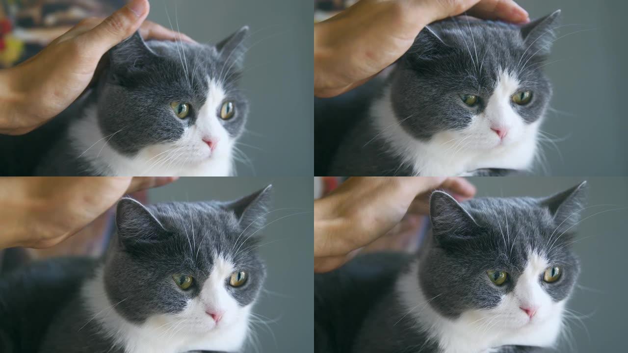 在家用手触摸猫头宠物猫抚摸头部