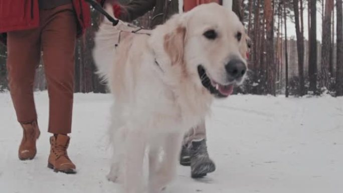 冬季散步的金毛猎犬