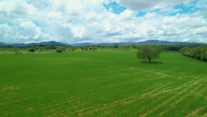 空中: 郁郁葱葱的稻田周围的热带自然全景空中拍摄
