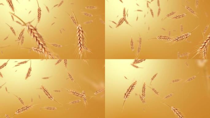 小麦循环背景动画4k。股票视频