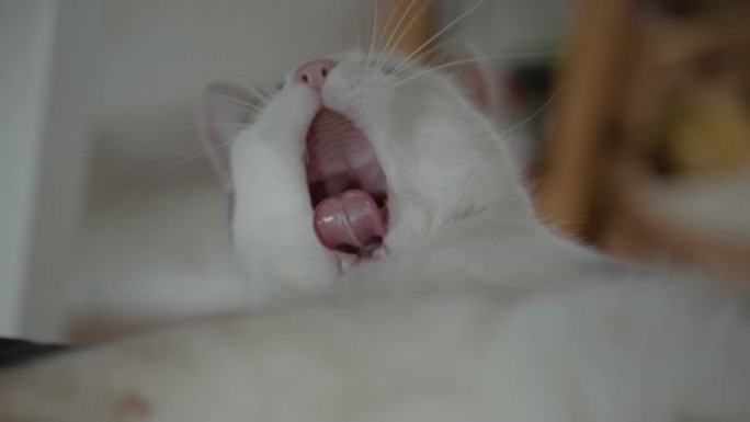 猫在客厅小睡白猫困舌头
