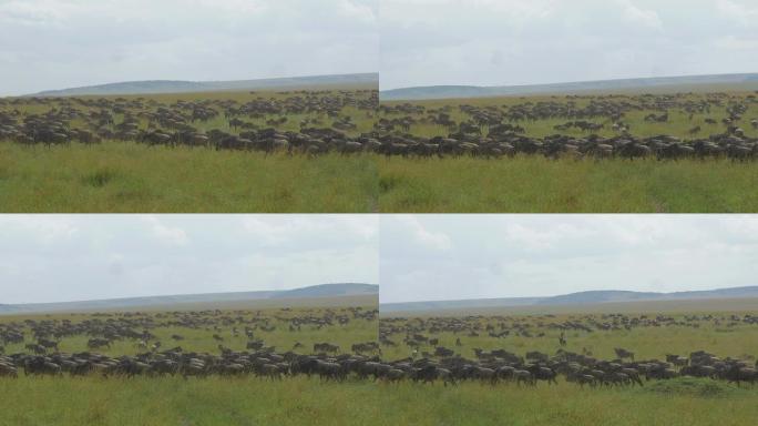 非洲巨大的牛羚群