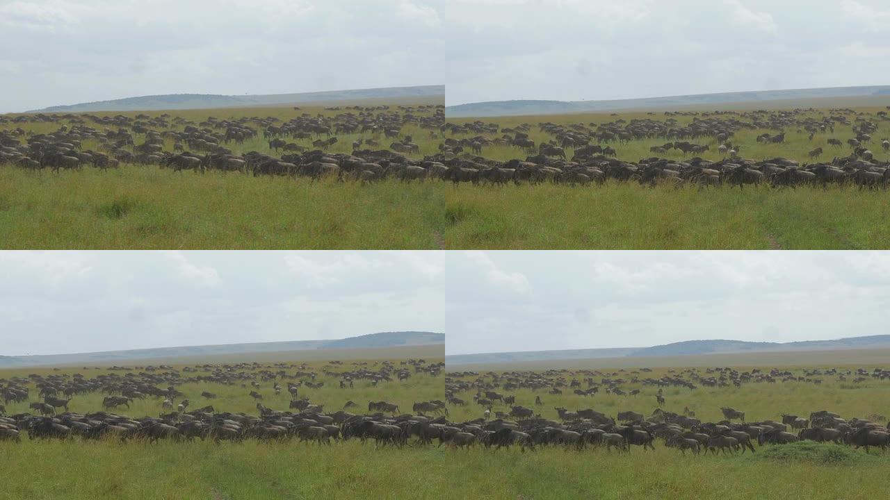非洲巨大的牛羚群