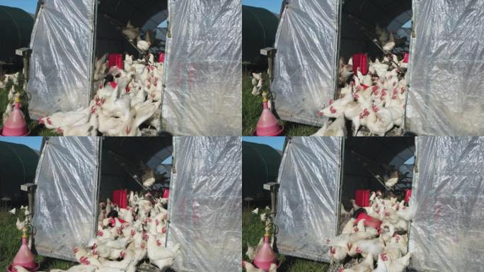 特写。大批自由放养的有机鸡从他们的便携式，可移动的鸡舍中出来，他们晚上在那里睡觉
