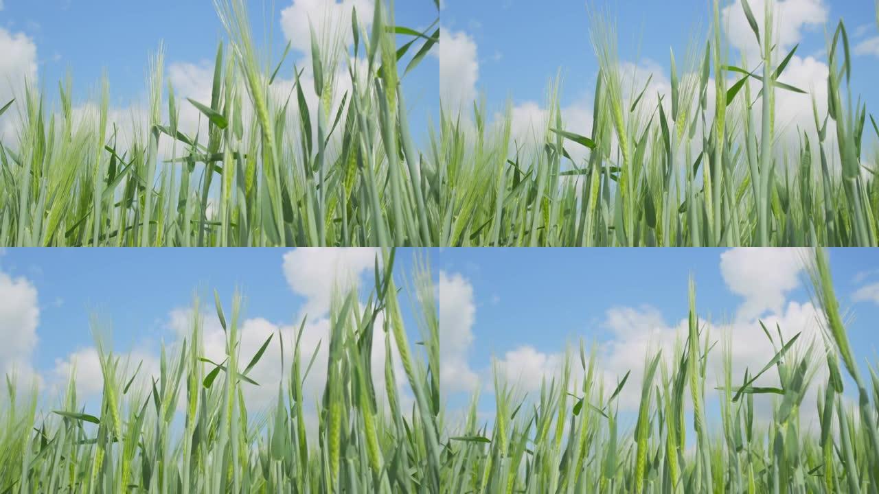 特写: 郁郁葱葱的绿色小麦叶片在田园诗般的天空下在春风中沙沙作响