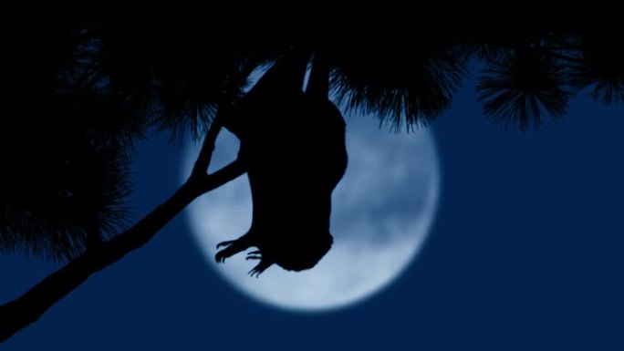 蝙蝠挂在大月亮前面的树枝上
