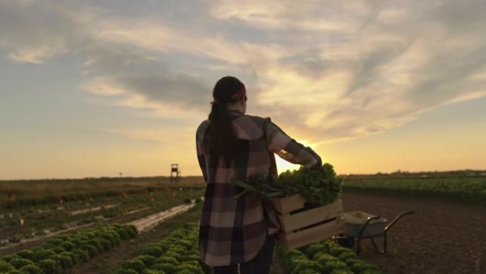 SLO MO女农民在日落时将装满蔬菜的板条箱带到田野中