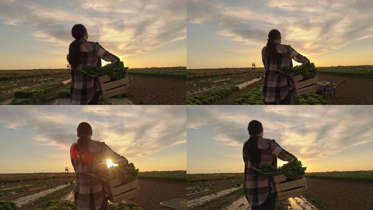 SLO MO女农民在日落时将装满蔬菜的板条箱带到田野中