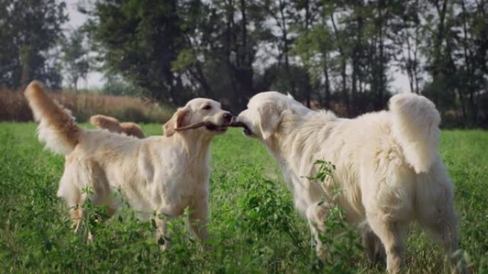 在外面的绿色公园里，两个纯种血统的金毛猎犬在棍子上咀嚼。可爱的顽皮的狗一起玩耍，扭动尾巴，在户外玩得