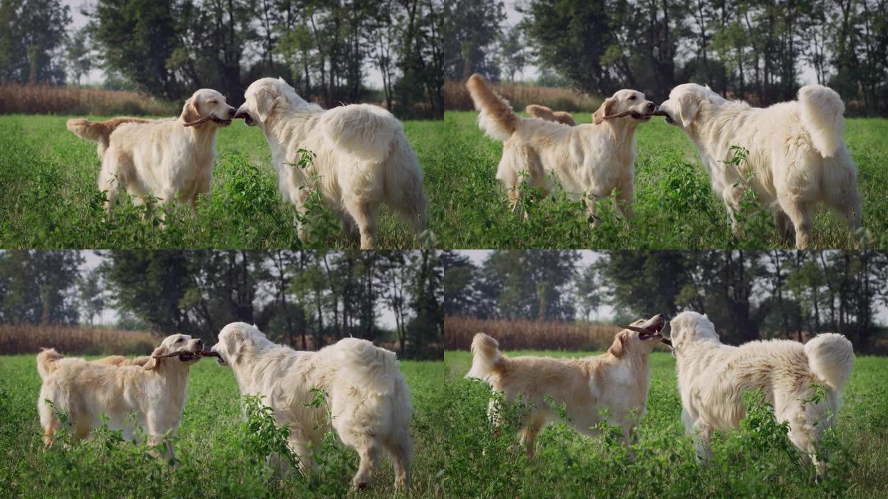 在外面的绿色公园里，两个纯种血统的金毛猎犬在棍子上咀嚼。可爱的顽皮的狗一起玩耍，扭动尾巴，在户外玩得