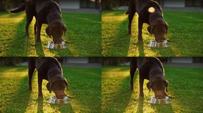 超级可爱的血统棕色拉布拉多猎犬狗从户外碗里喝水。快乐的小狗在后院玩得开心。户外晴天