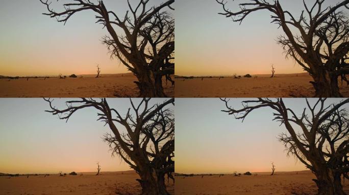 WS Deadvlei树木和日落时的宁静景观，纳米比亚，非洲