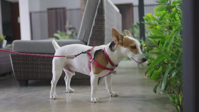 雨后，杰克·罗素梗好奇地嗅着植物