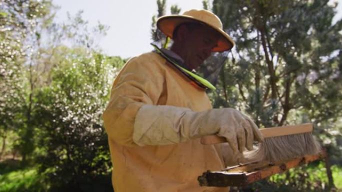穿着防护服的高级高加索男性养蜂人从蜂箱中清洁蜂窝框架