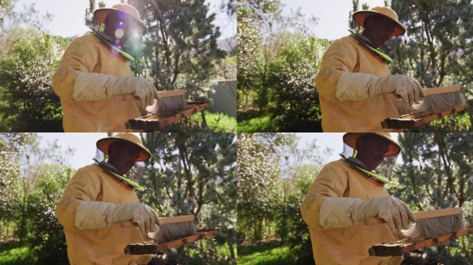 穿着防护服的高级高加索男性养蜂人从蜂箱中清洁蜂窝框架