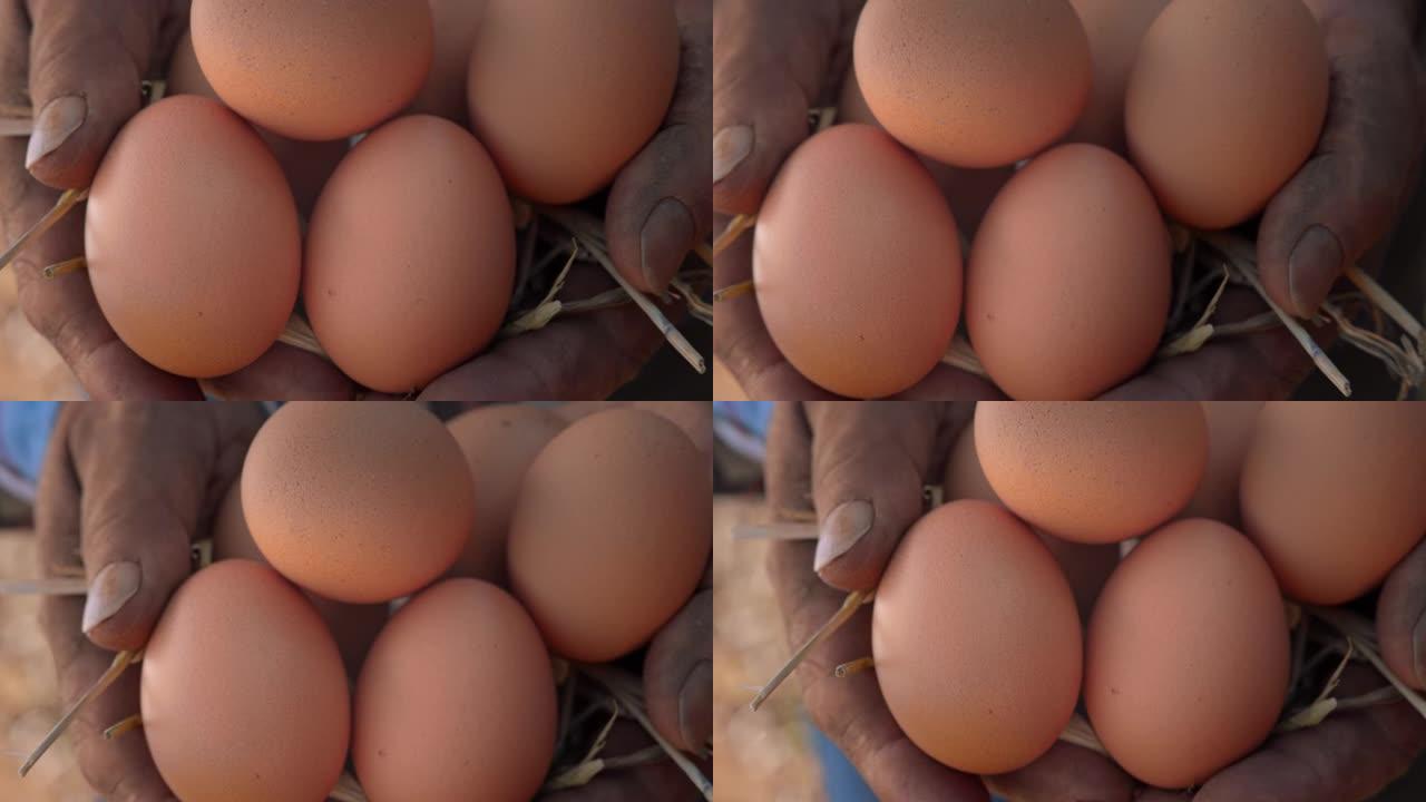 农民手中的有机鸡蛋