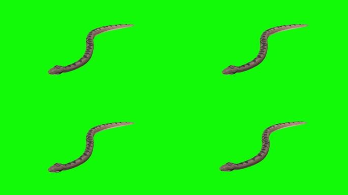 绿色背景上的滑翔蛇。动物的概念，野生动物，游戏，返校，3d动画，短视频，电影，卡通，有机，色键，人物