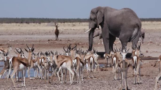 在纳米比亚埃托沙国家公园的水坑中，包括羚羊 (gemsbok)，Tsessebe，大象和跳羚在内的各