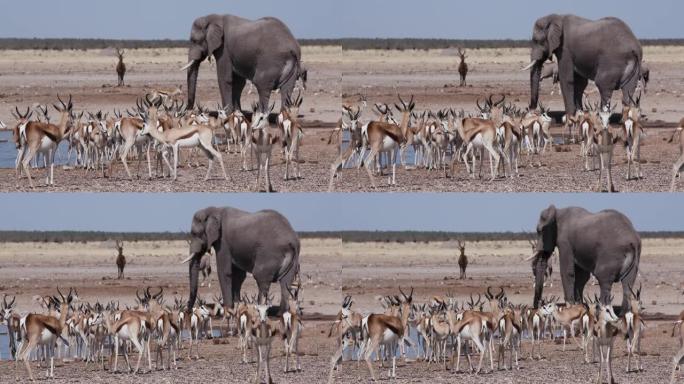 在纳米比亚埃托沙国家公园的水坑中，包括羚羊 (gemsbok)，Tsessebe，大象和跳羚在内的各