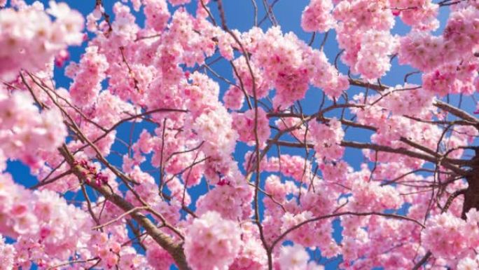 樱花盛开的树枝樱花树唯美浪漫婚礼空镜