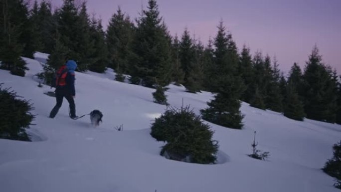 SLO MO女人在黎明时分在雪坡上walk狗