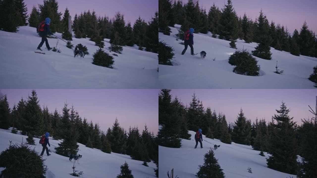 SLO MO女人在黎明时分在雪坡上walk狗