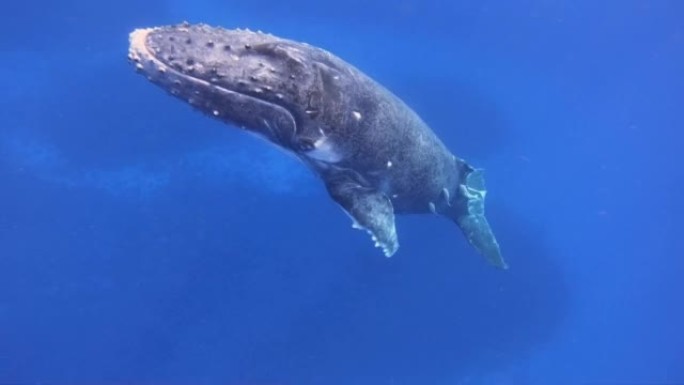 鲸鱼的水下射击是在蓝色的海洋或海洋中游泳。