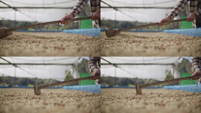 咖啡豆工艺，收获咖啡豆慢动作