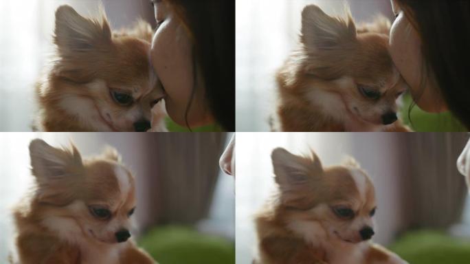 女人早上和她的吉娃娃狗一起玩